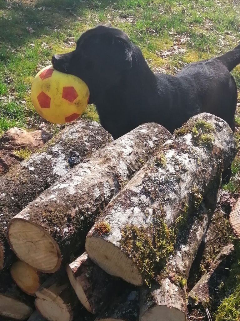 De La Foret Des Boules De Poils - OUSTITI de la foret des boules de poils