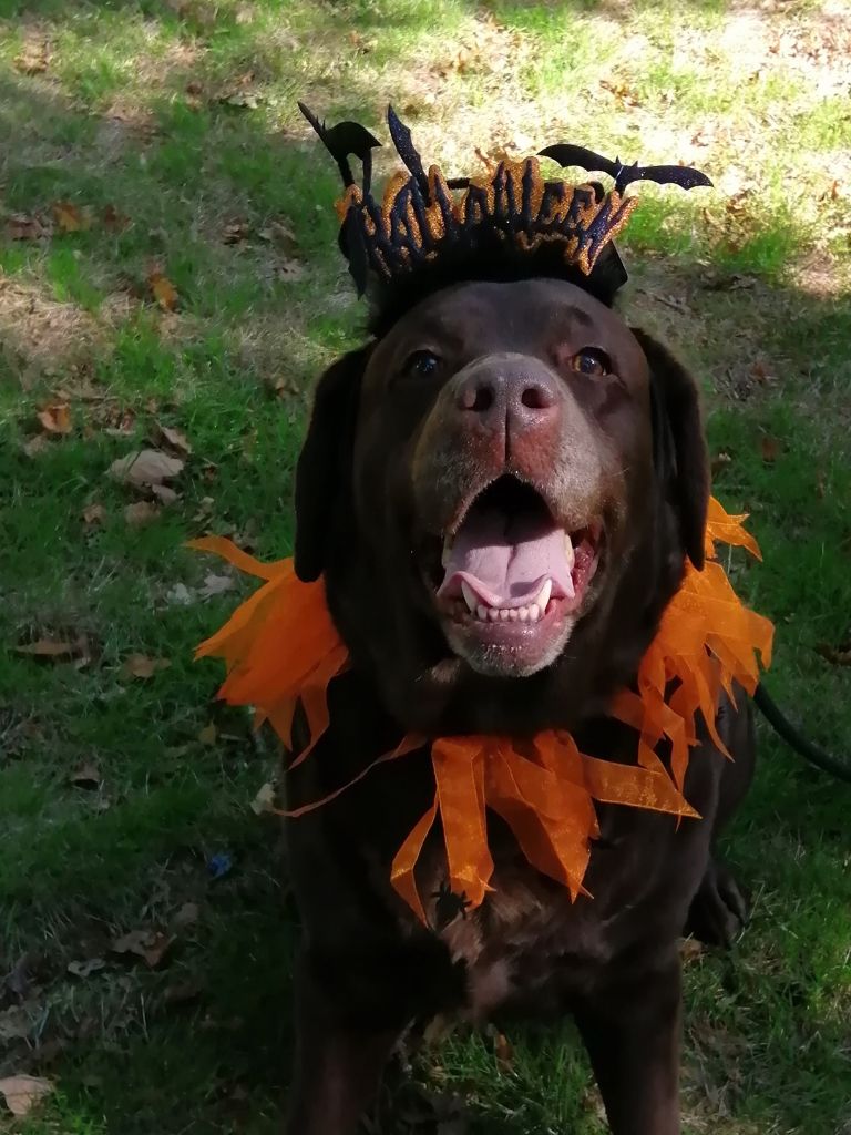 De La Foret Des Boules De Poils - ma tribu souhaite une bonne fete d'halloween