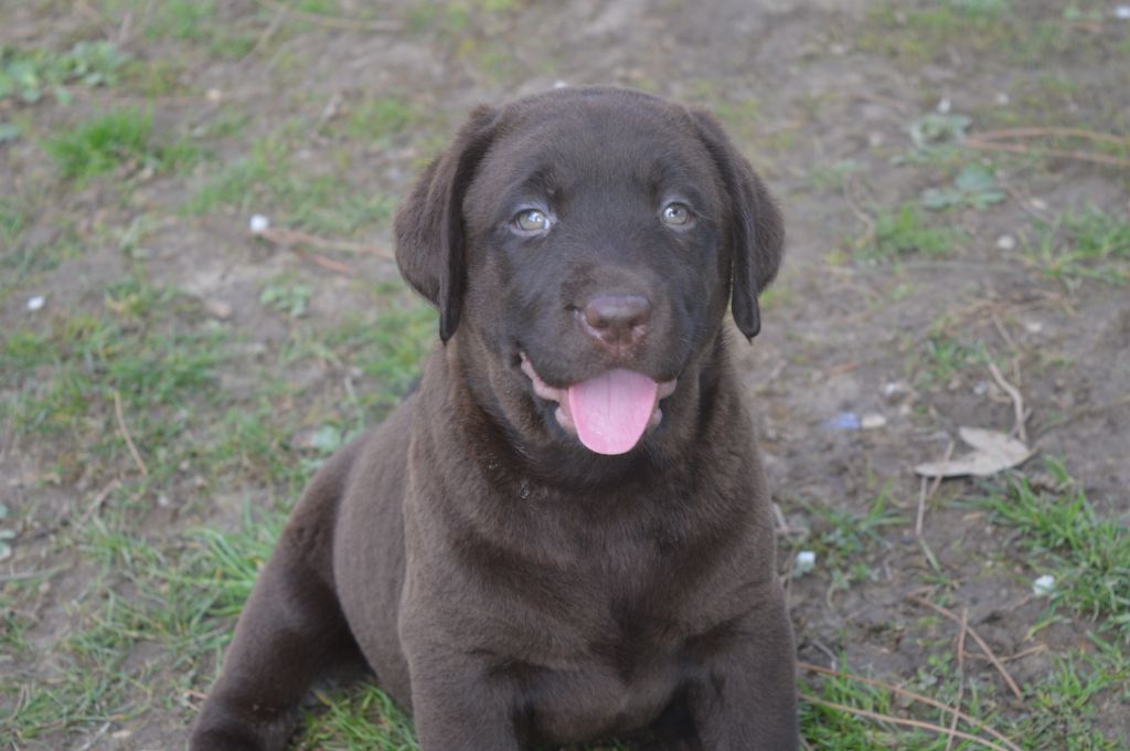 De La Foret Des Boules De Poils - chiot  CHOCO