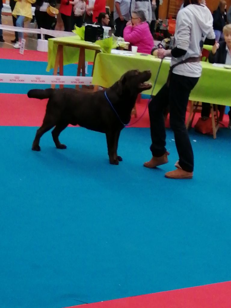 De La Foret Des Boules De Poils - expos de chateauroux