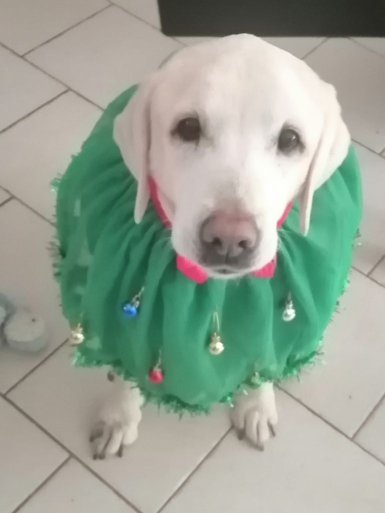 De La Foret Des Boules De Poils - blum  pose  pour  noel