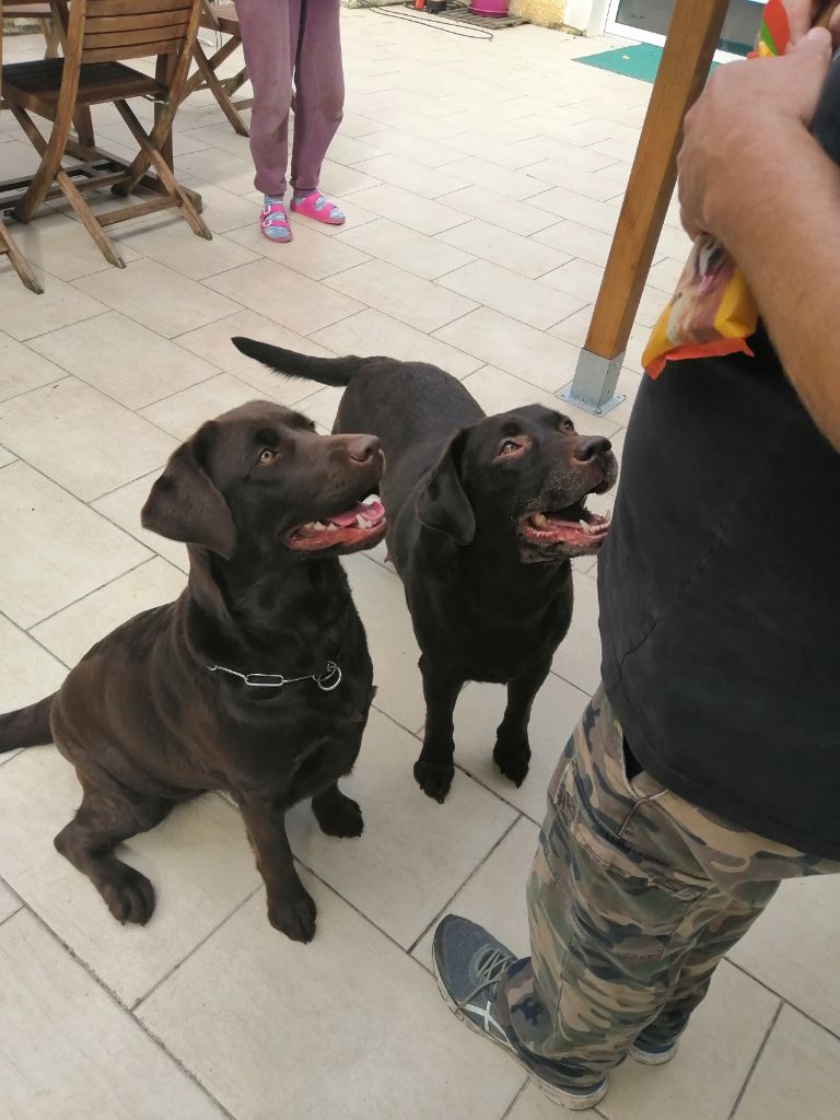 De La Foret Des Boules De Poils - Ripley et joe