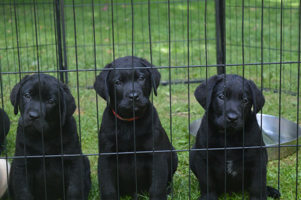 De La Foret Des Boules De Poils - LES  BOULES  BLACKS