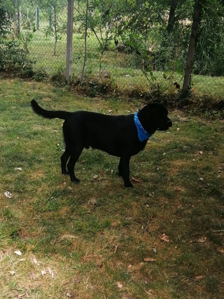 De La Foret Des Boules De Poils - OSCAR DIT BLACK de la foret des boules de poils