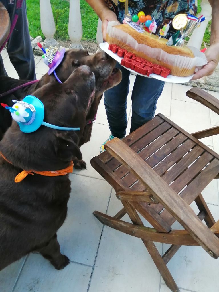 De La Foret Des Boules De Poils - L anniversaire de lily et pipa