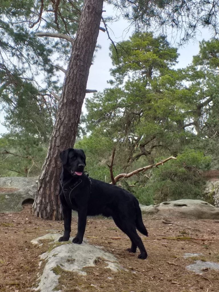 De La Foret Des Boules De Poils - Skywalker de la foret des boules de poils