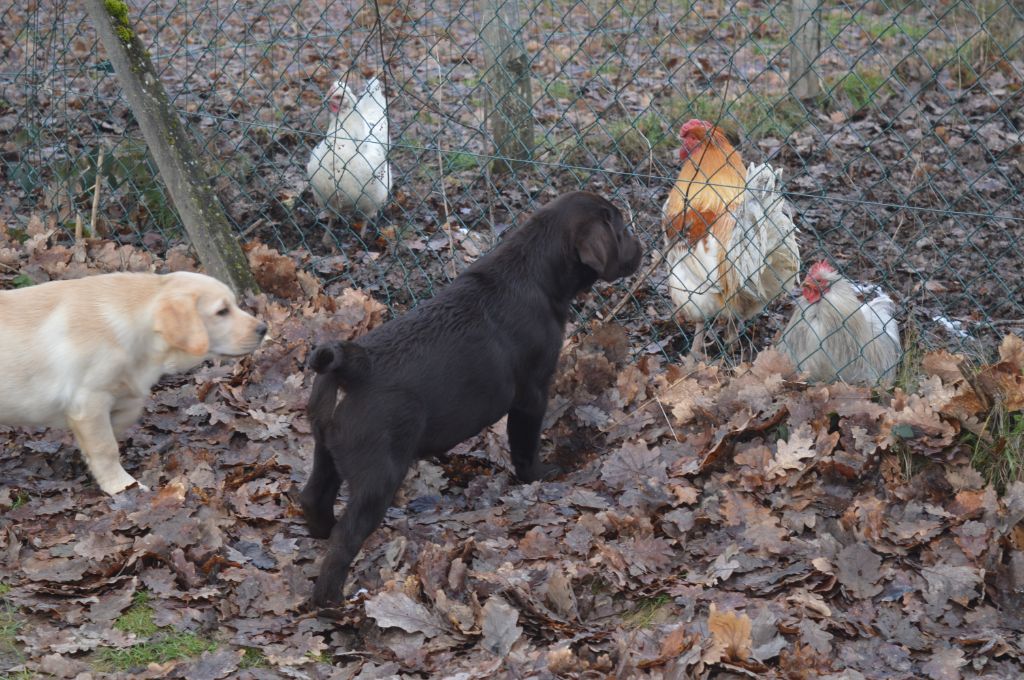 De La Foret Des Boules De Poils - les poules