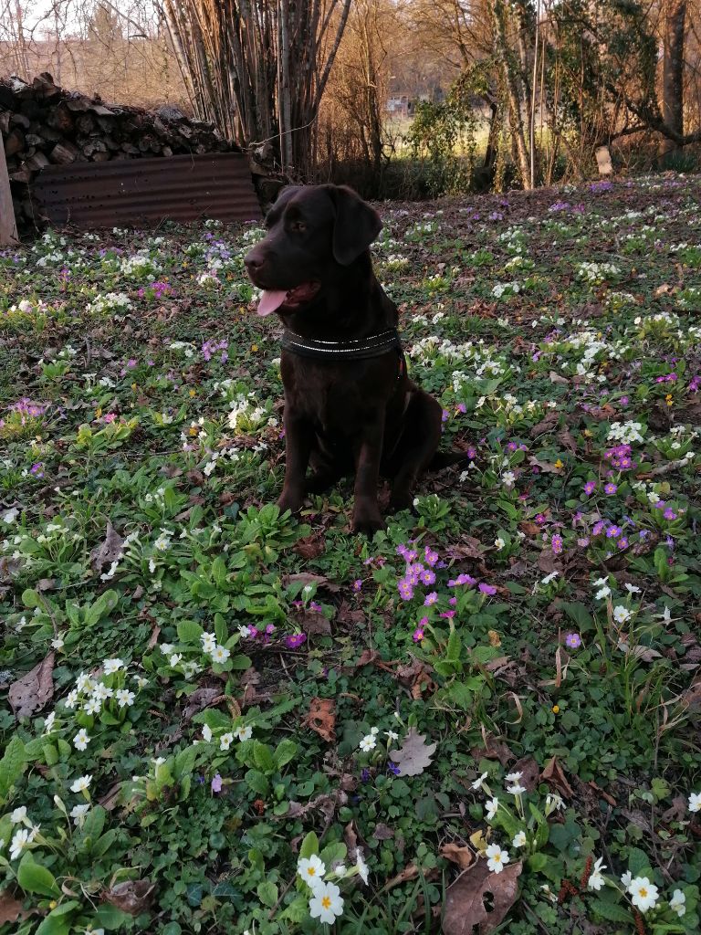 De La Foret Des Boules De Poils - Ruby de la foret des boules de poils