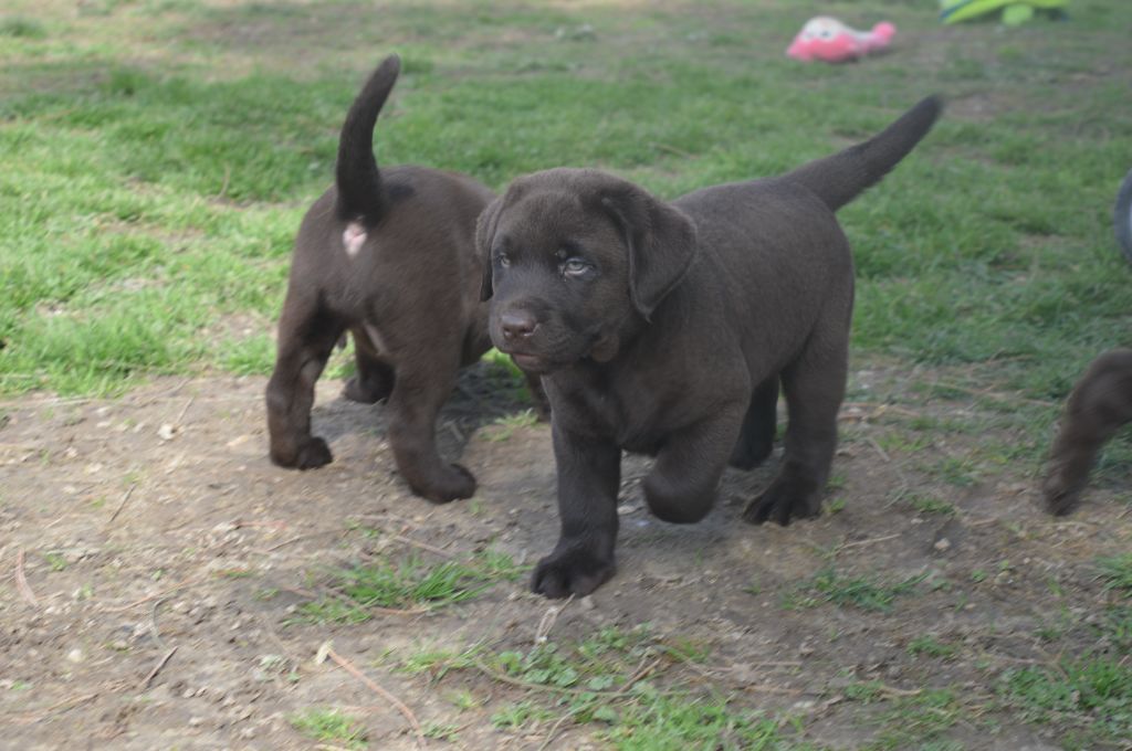 De La Foret Des Boules De Poils - les  2  males  choco