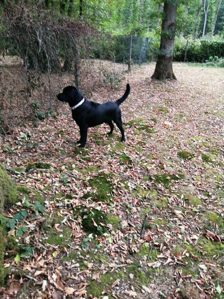 De La Foret Des Boules De Poils - OSCAR DIT BLACK de la foret des boules de poils