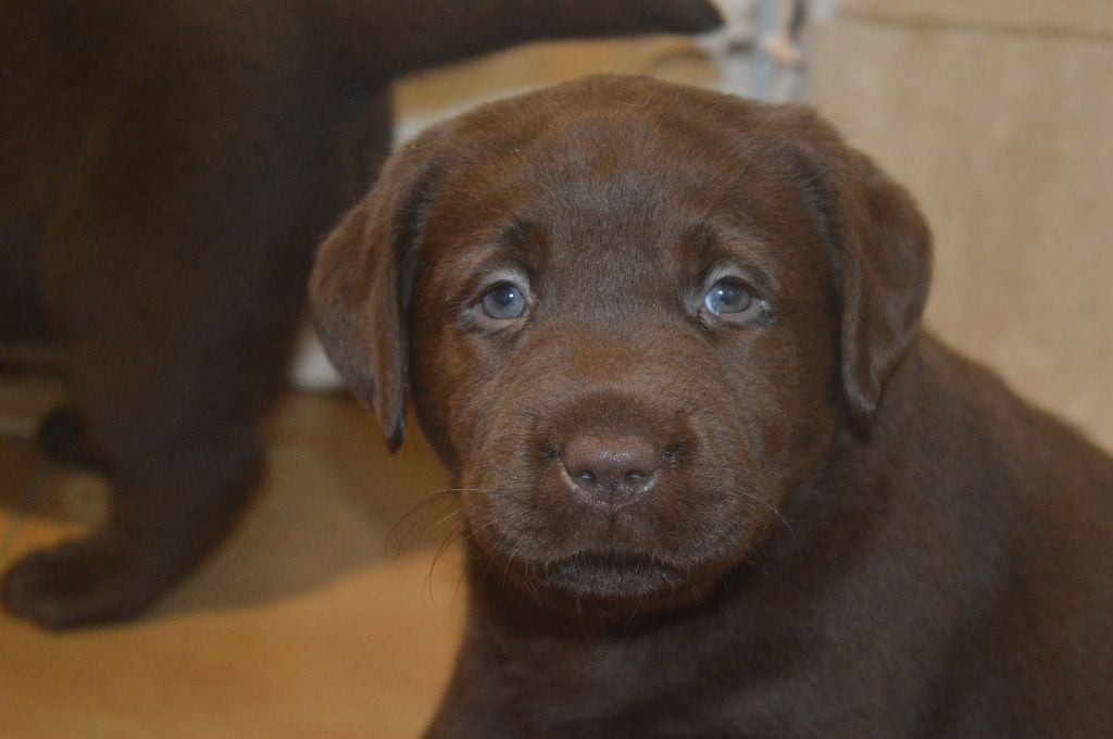 De La Foret Des Boules De Poils - Chiots disponibles - Labrador Retriever