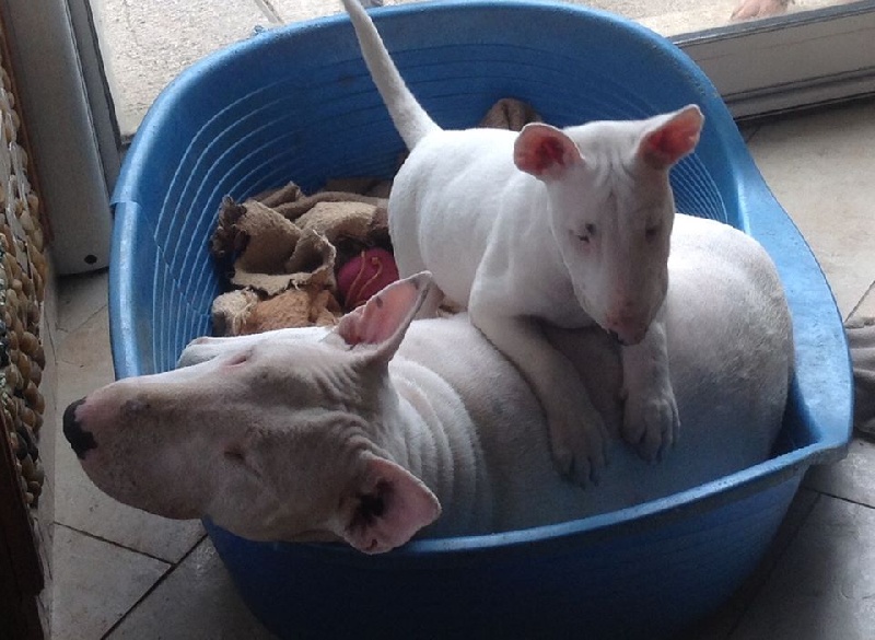 Bull's Den - Bull Terrier - Portée née le 28/08/2015