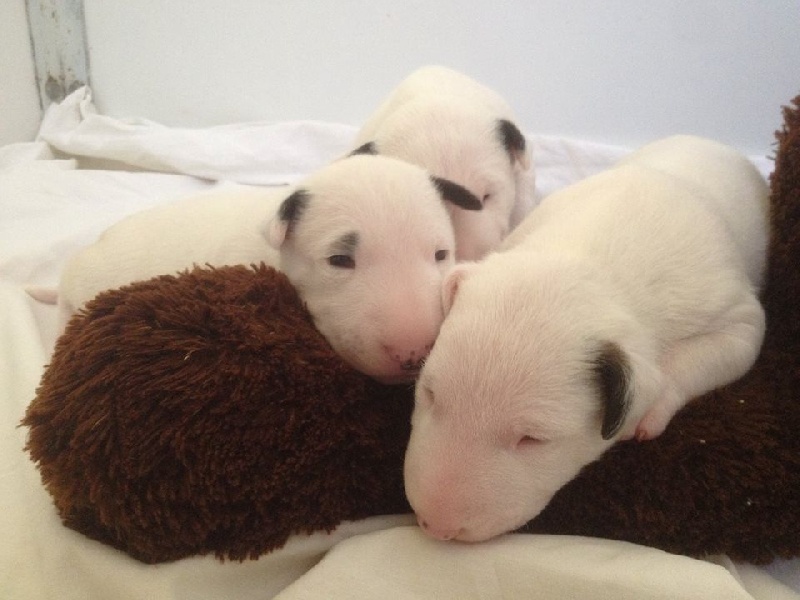 Bull's Den - Bull Terrier - Portée née le 21/02/2015