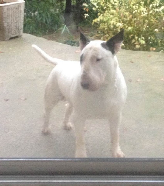 Bull's Den - Bull Terrier - Portée née le 13/03/2013