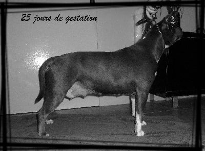 Of Timeless Pride - Confirmation de gestation