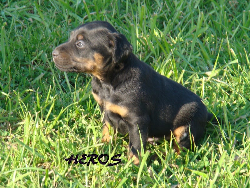 Du Clos De La Rabotiere - Terrier de chasse allemand - Portée née le 03/03/2012