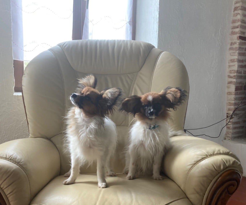 De Govalco - Chiots disponibles - Epagneul nain Continental (Papillon)