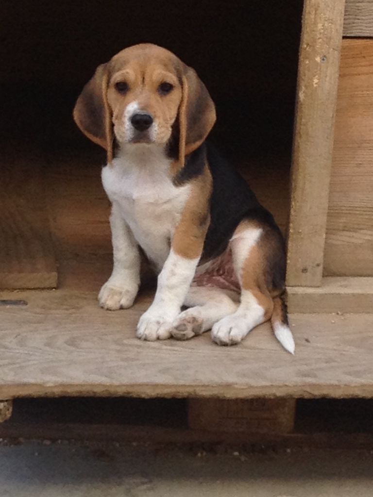 Du Repere Des Bandits - Chiots disponibles - Beagle