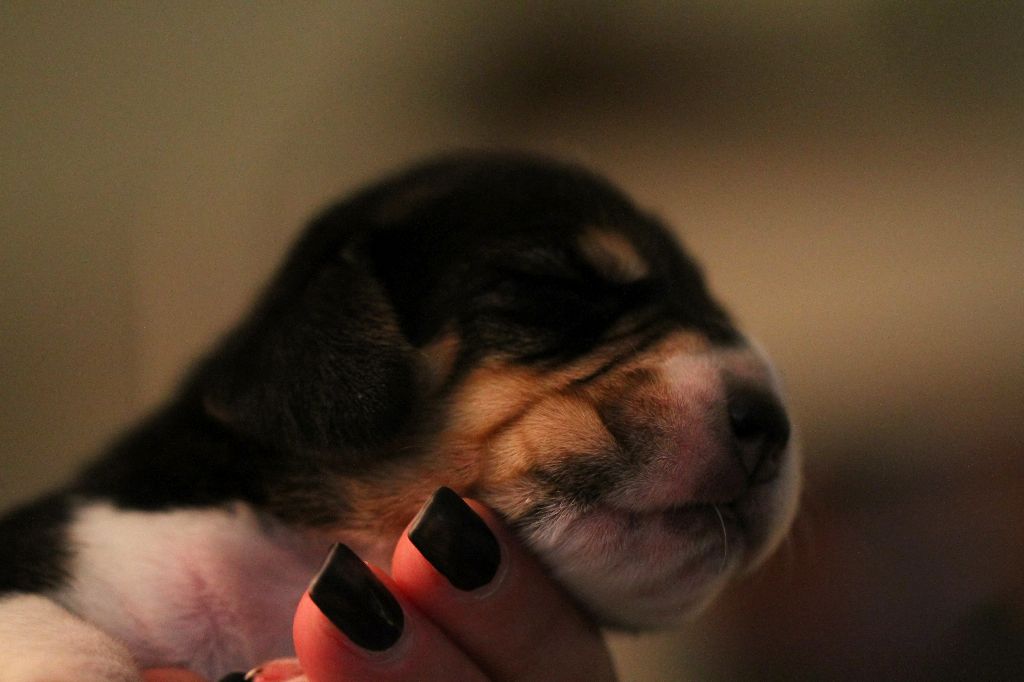 Chiot Beagle Du Repere Des Bandits