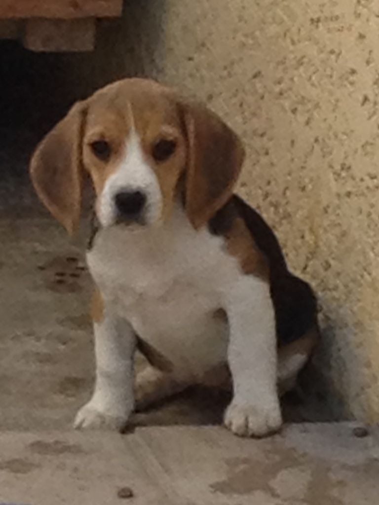 Du Repere Des Bandits - Chiots disponibles - Beagle