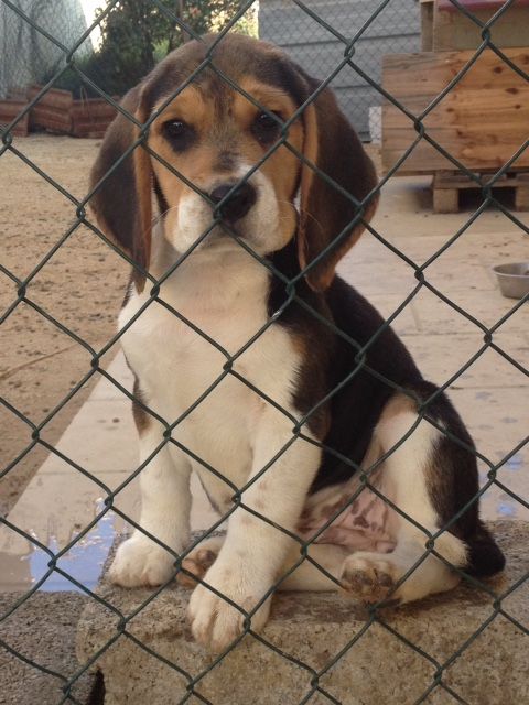 Du Repere Des Bandits - Chiots disponibles - Beagle