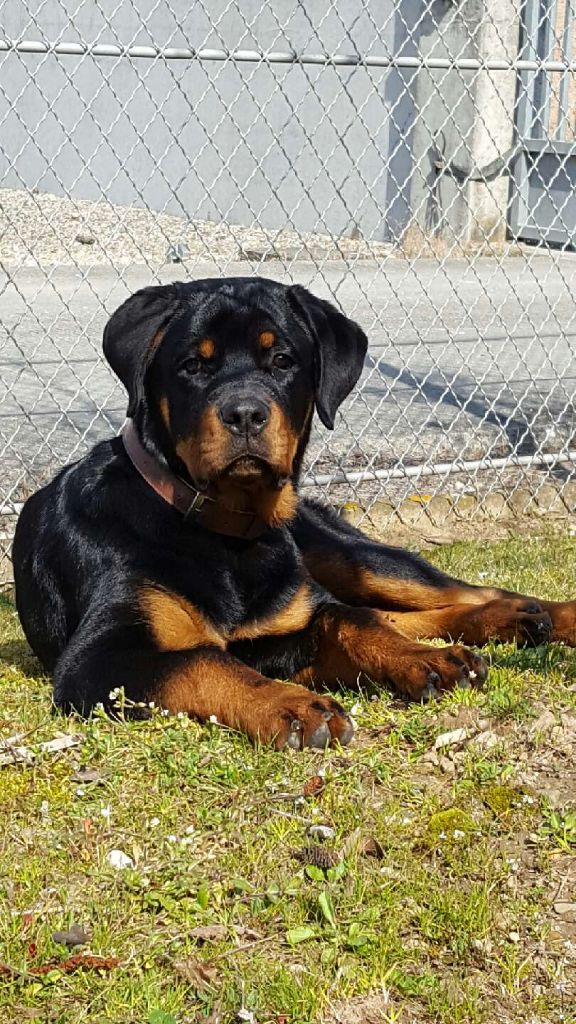 Du Repere Des Bandits - Rottweiler - Portée née le 16/10/2016