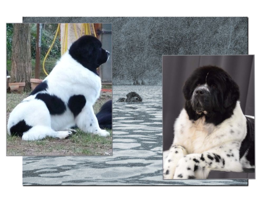 De La Bessiere De Javol -   Gabin et Lumi sont les parents de 8 chiots noirs et blancs  