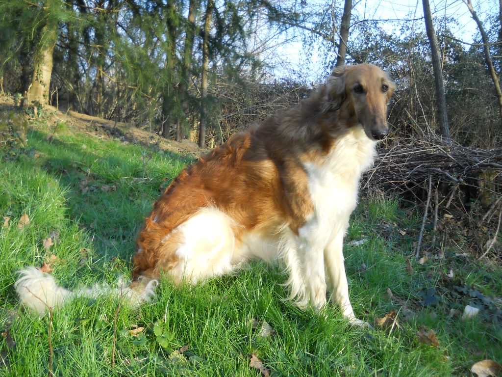 Des Fils De Boree - Adieu Ekatherina