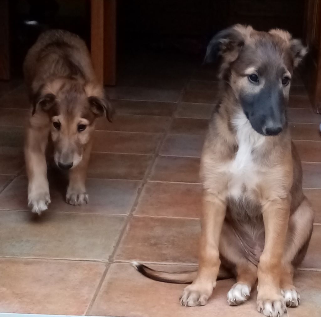 Des Fils De Boree - Les chiots ont huit semaines