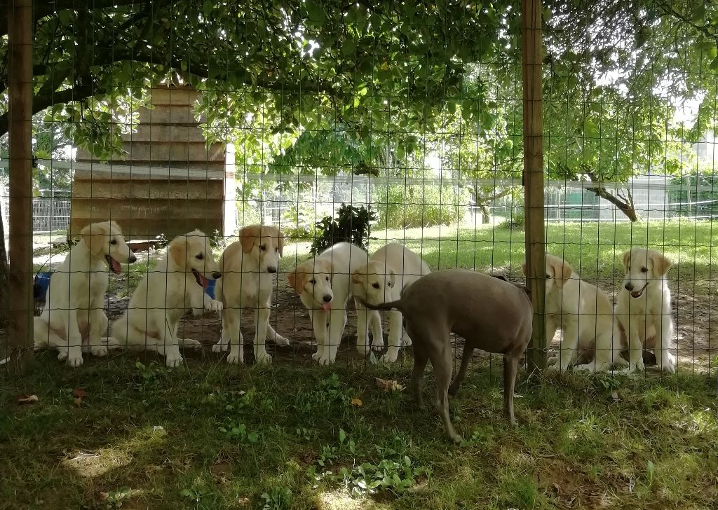 Des Fils De Boree - Les chiots grandissent...