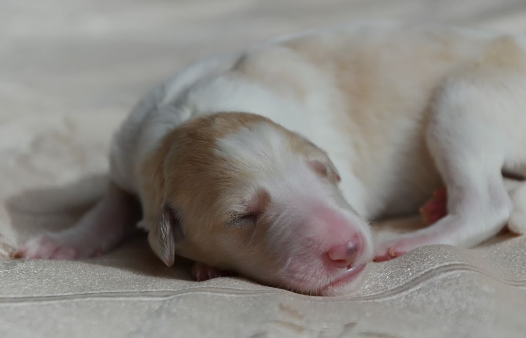 Des Fils De Boree - Les chiots sont nés!