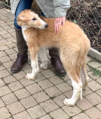 Des Fils De Boree - TADZIO DES FILS DE BOREE