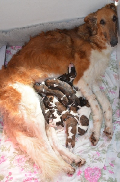 Des Fils De Boree - Barzoi - Portée née le 03/04/2012