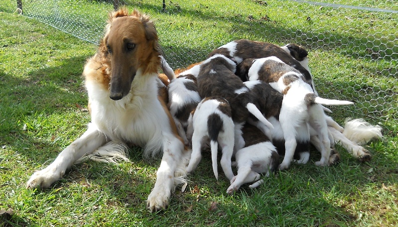 Des Fils De Boree - Barzoi - Portée née le 17/01/2011