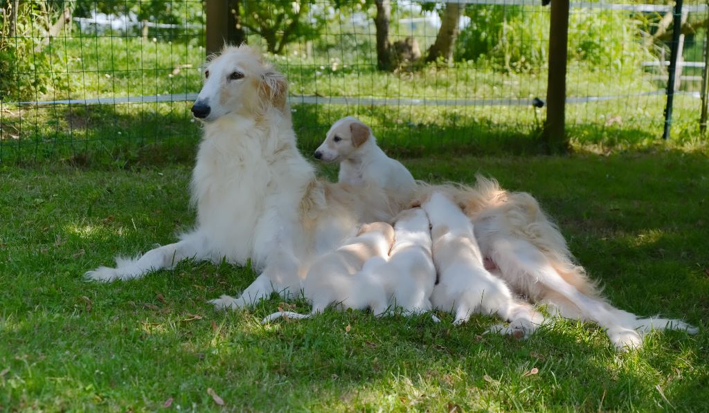 Des Fils De Boree - Barzoi - Portée née le 09/05/2019