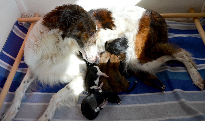 Des Fils De Boree - Barzoi - Portée née le 26/02/2014