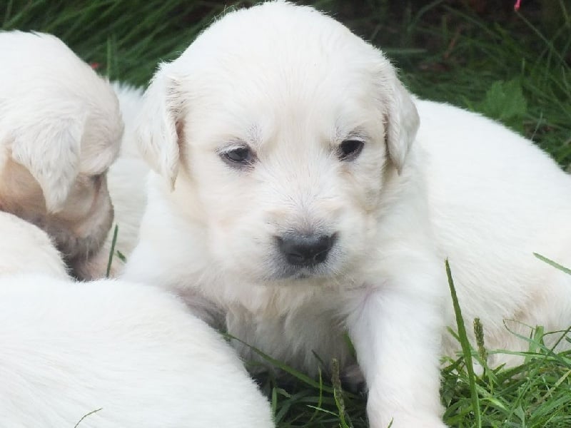 Du Domaine De Cedbey's - Golden Retriever - Portée née le 10/08/2015