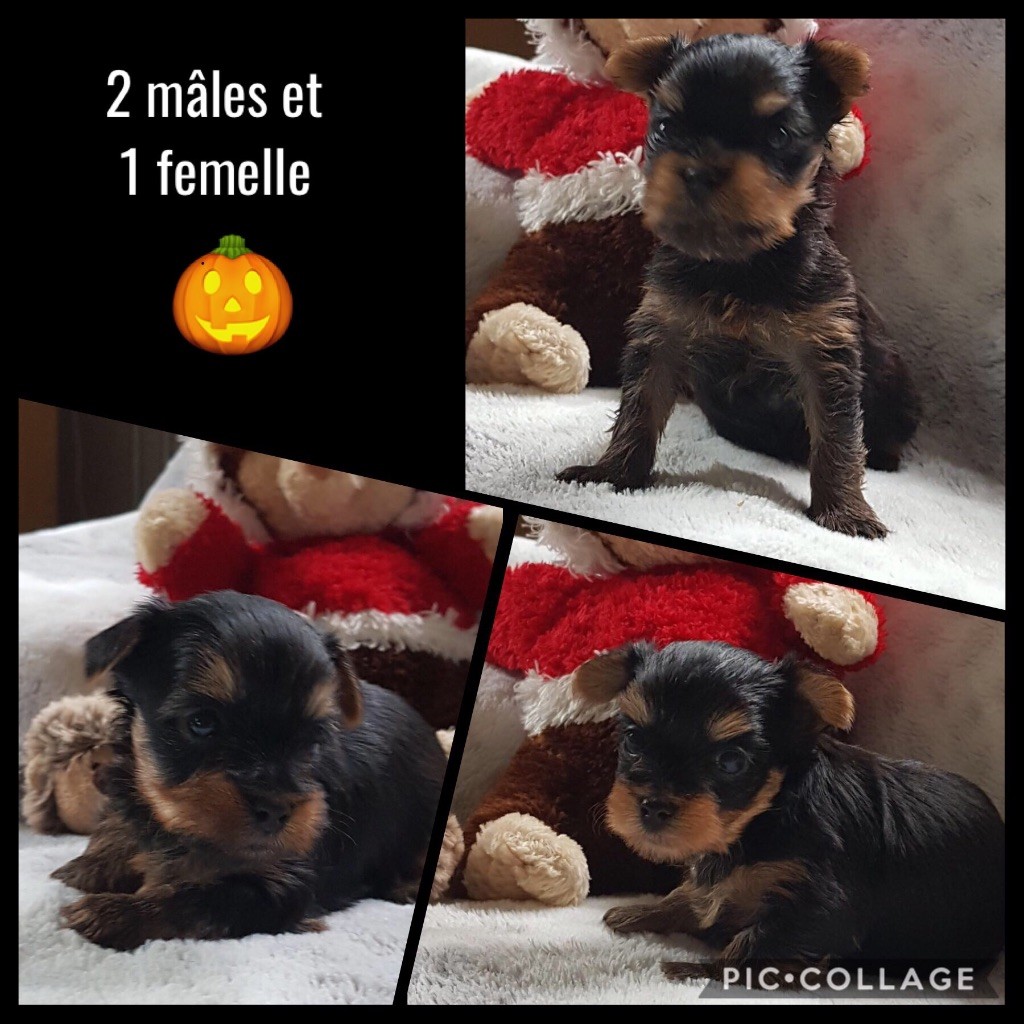 Des Vergers Des Hespérides - CHIOTS YORKSHIRE TERRIER LOF - dispo 18/11