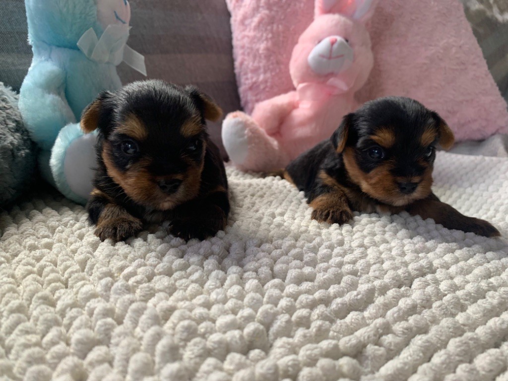 Des Vergers Des Hespérides - NAISSANCES CHIOTS YORKSHIRE TERRIER - dispo. 10/11/23