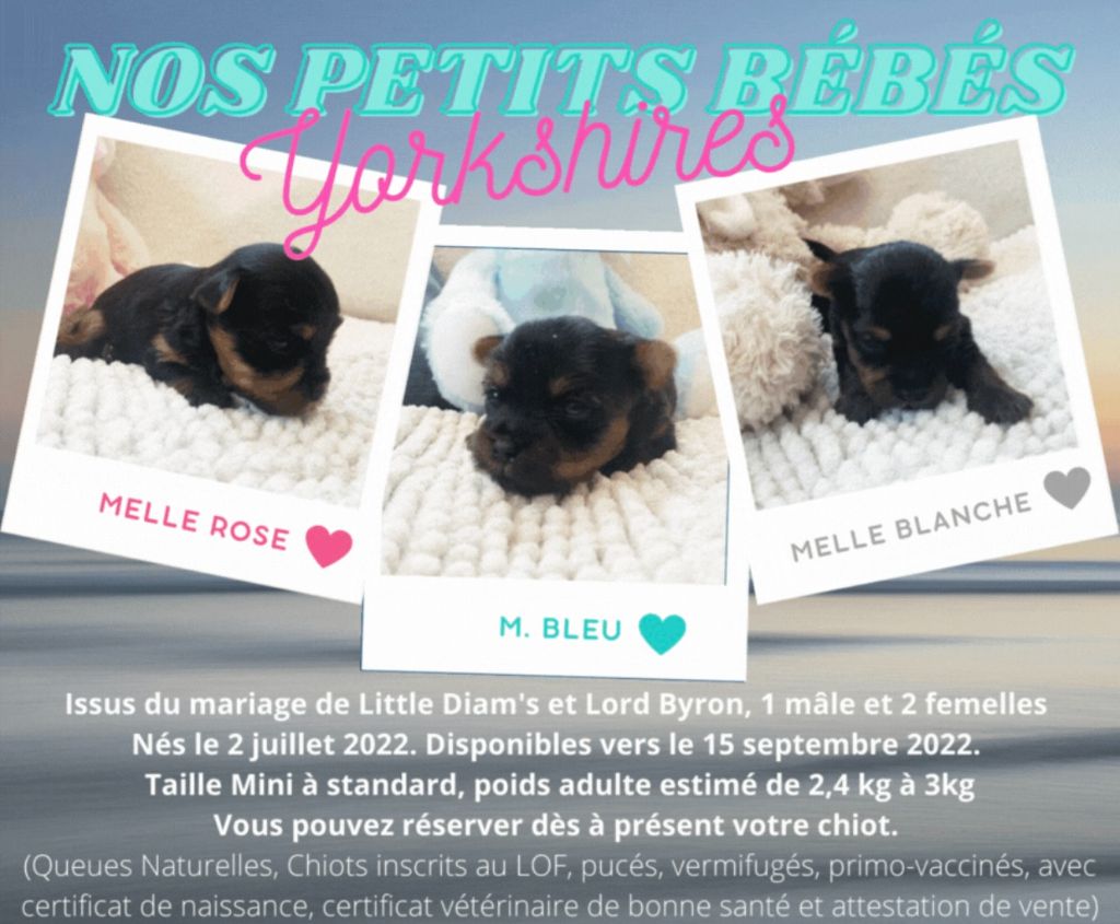 Des Vergers Des Hespérides - NAISSANCES CHIOTS YORKSHIRE TERRIER LOF - dispo. 15/07/22