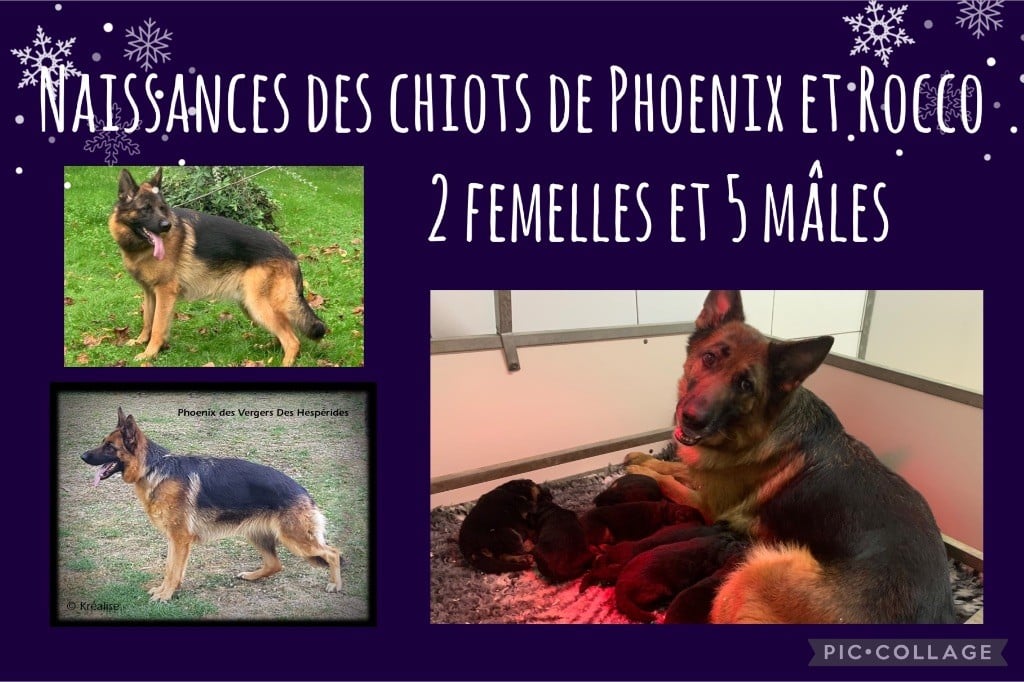 NAISSANCE DES CHIOTS DE PHOENIX 