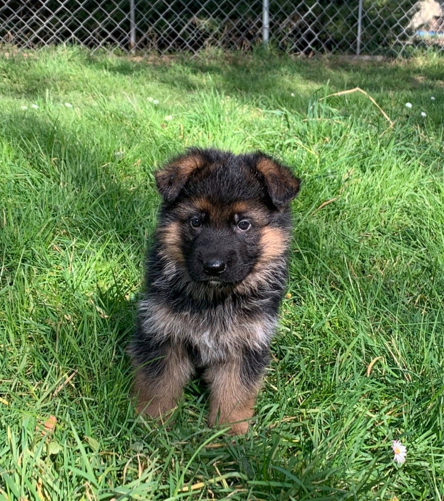 Des Vergers Des Hespérides - Chiots disponibles - Berger Allemand