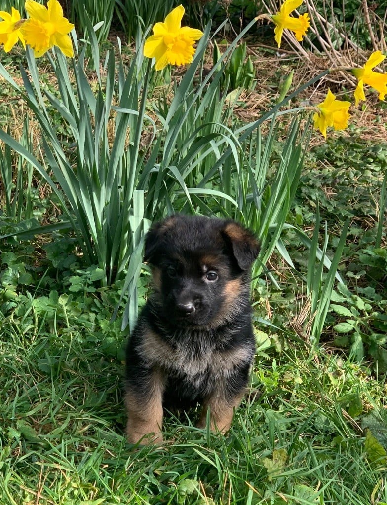 Des Vergers Des Hespérides - Chiots disponibles - Berger Allemand