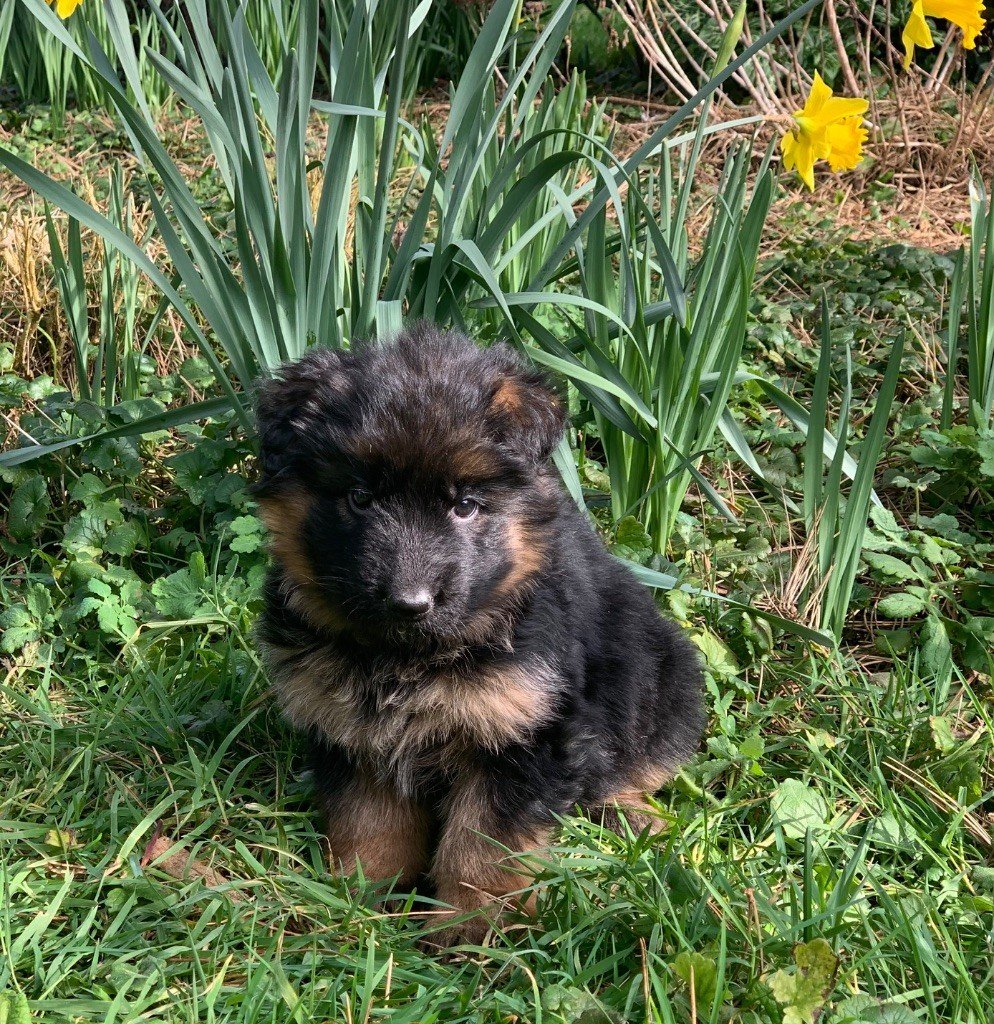 Des Vergers Des Hespérides - Chiots disponibles - Berger Allemand