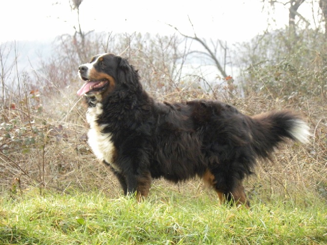 Du bois de cissard - Dalhia des gros c?urs 7 ans 