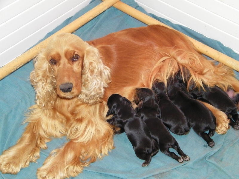 Chiot Cocker Spaniel Anglais Du Domaine Des Cabotins