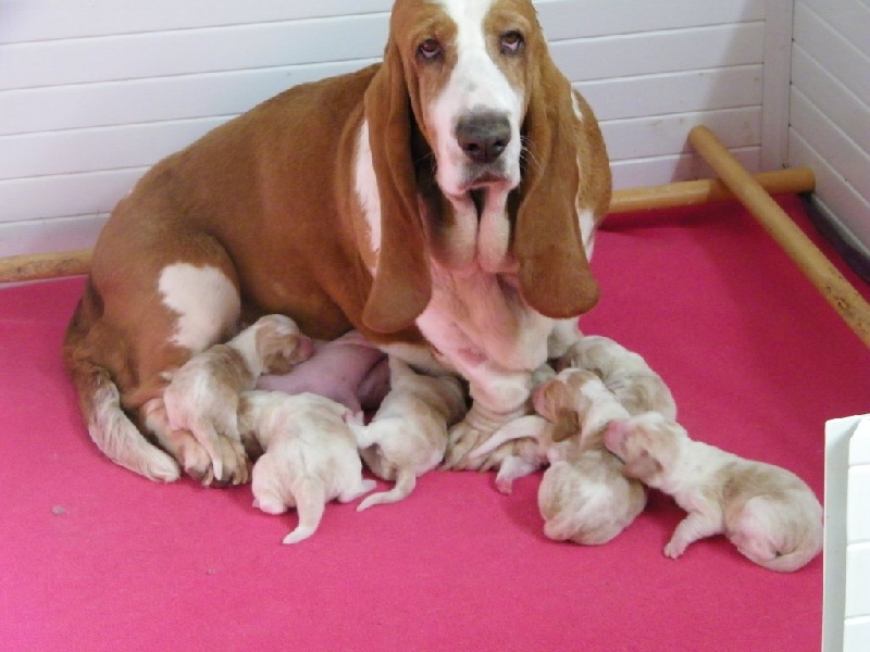 Du Domaine Des Cabotins - Basset Hound - Portée née le 06/03/2014