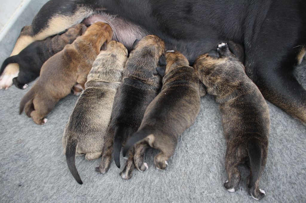 Des Trois Sorcières - chiot dogue de majorque