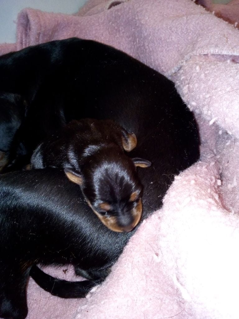 Des Trois Sorcières - Chiots disponibles - Pinscher nain