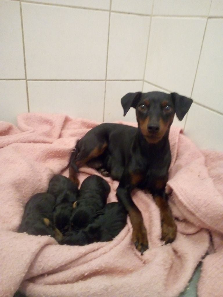 Des Trois Sorcières - Chiots disponibles - Pinscher nain